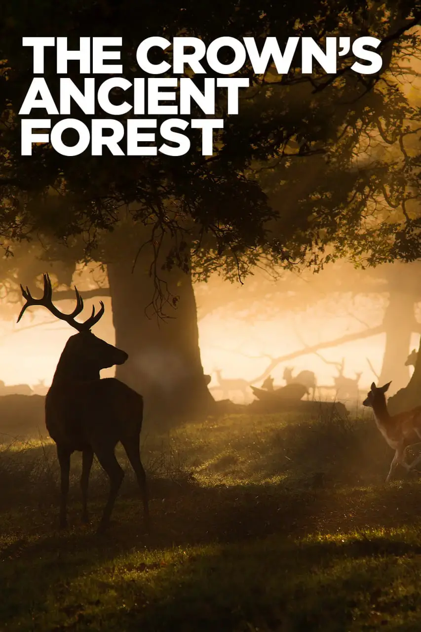 《王室的古森林》：一场视觉盛宴！探秘古老森林的秘密，感受大自然的神秘力量！