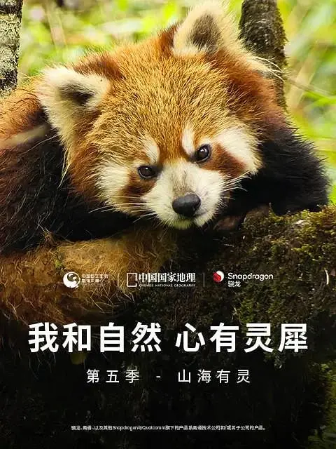 《我和自然 心有灵犀 第五季》：在自然的怀抱中寻找生命的真谛，见证逆境重生的奇迹